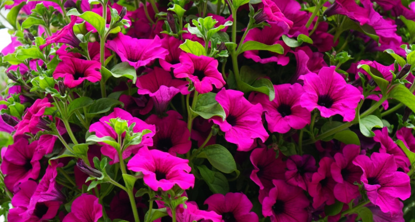 1 ложка на ведро — и петуния-капризуля роскошно цветет до самых заморозков — раскрыт эликсир жизни