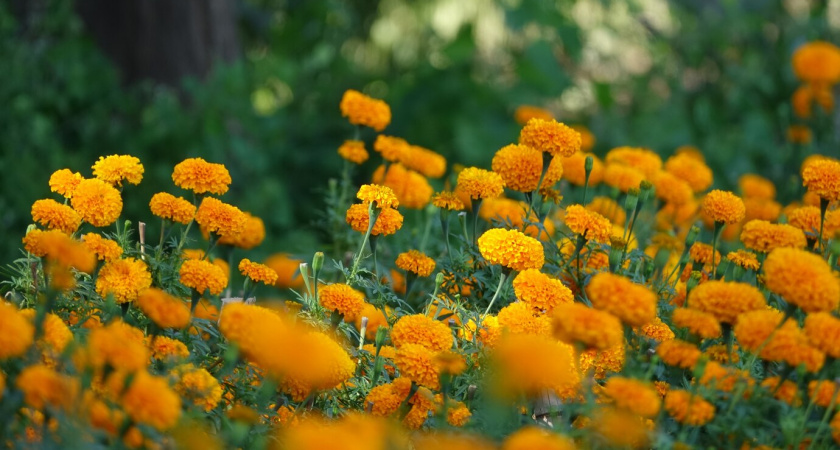 Никогда не сажайте бархатцы на своем огороде. 7 причин, о которых не знает большинство огородников