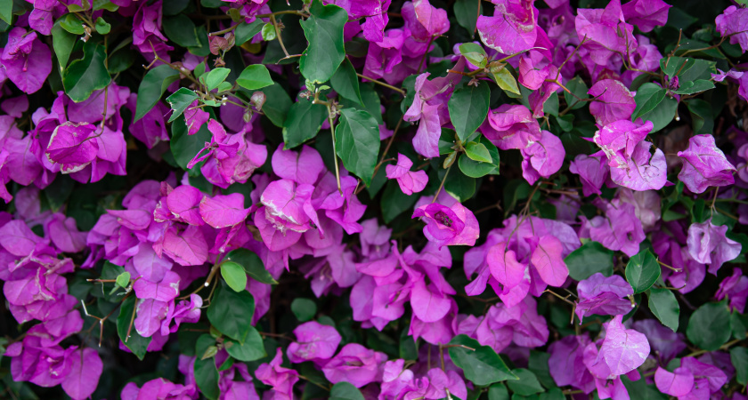 Петунию-капризулю — в сторону: сеем в саду бесхлопотный цветок — разноцветные облака вытекают «пеной» из кашпо