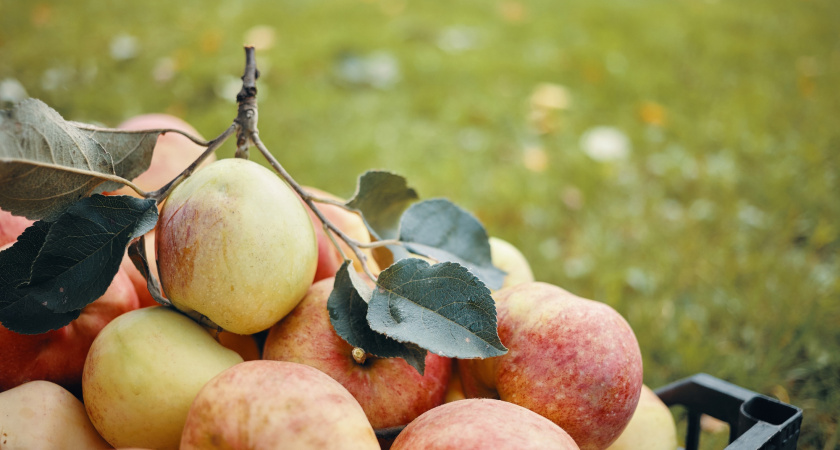 Три растения, которые нужно посадить под яблоней для хорошего урожая в 2026