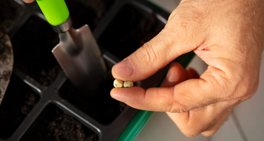 Два простых теста на всхожесть семян: 15 минут — и половину смело на помойку