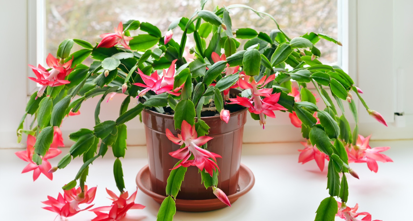 1 ст. л. на 1 л. воды — и декабрист цветет круглый год: шлюмбергера одарит мощными бутонами — должен знать каждый цветовод