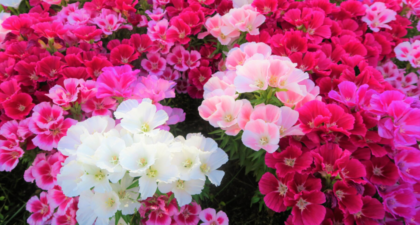 Посадила эффектный многолетник на балконе и в саду -  теперь утопаю в цветах. И чем меньше трогаешь, тем ярче цветет