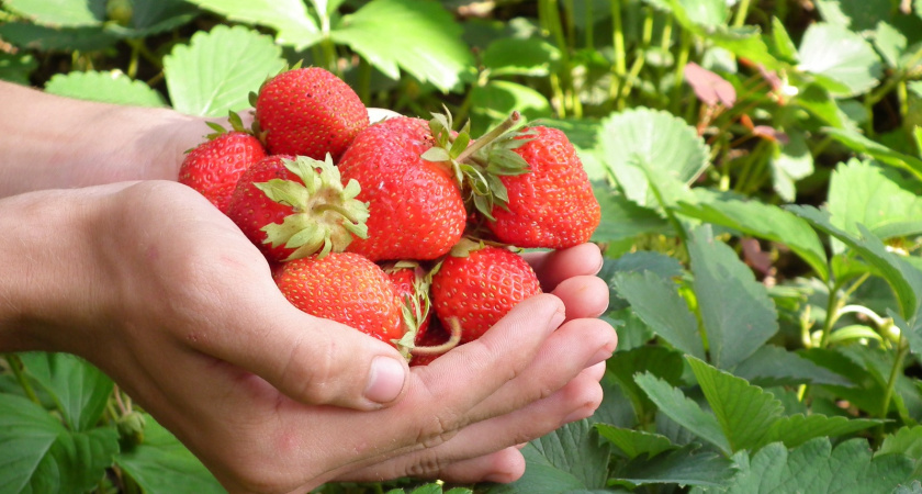 Сосед раскрыл удобрение для клубники: с того дня - собираю урожай ведрами, а ягоды сладкие, сочные и плодоносят долго