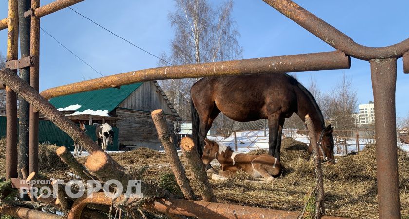 Конно‑спортивный центр на границе Сыктывкара и Выльгорта заблокирован сугробами