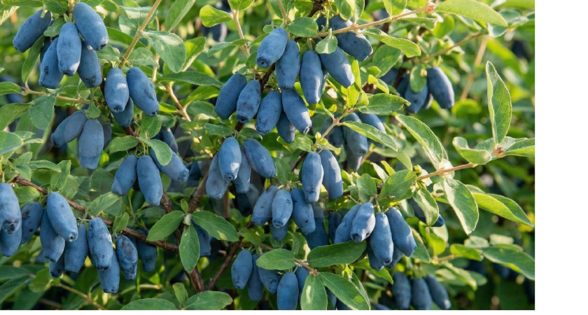 Эти 3 сорта жимолости по вкусу слаще клубники в шоколаде: урожая завались — и уход минимальный