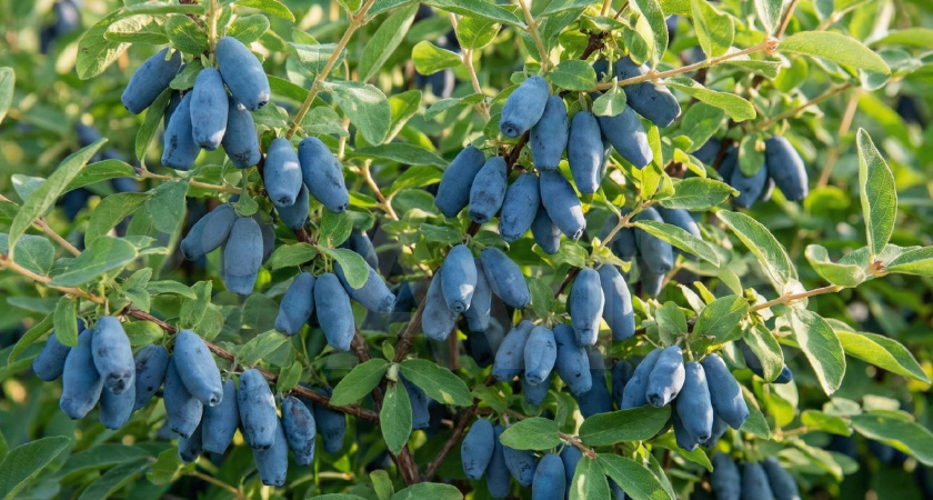 Эти 3 сорта жимолости по вкусу слаще клубники в шоколаде: урожая завались — и уход минимальный