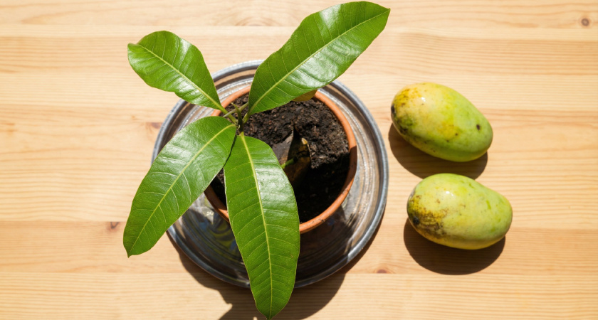 Купила манго и посадила косточку - ростки получились с сюрпризом: показываю что выросло