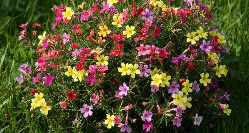 Сею вместо петунии и все лето радуюсь: этот кустарник цветет с мая по ноябрь — и простой в уходе