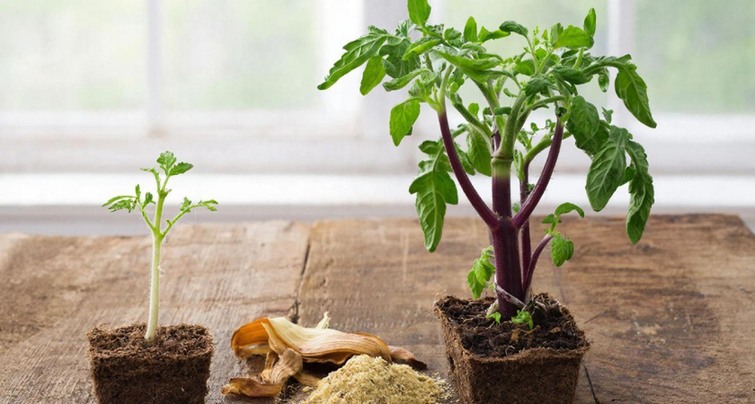 Узнала секрет "жирного" стебля - вот как заставить рассаду расти, словно на дрожжах. Этим пользуются лишь умные дачники