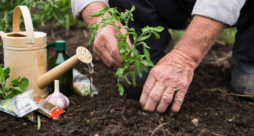 Томаты-работяги растут даже на ветру и под дождем - и всегда отменный урожай. О теплицах и не вспоминаю