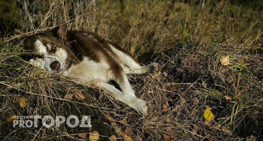 В Сыктывкаре суд взыскал компенсацию за укус ребенка бездомной собакой на лыжной базе