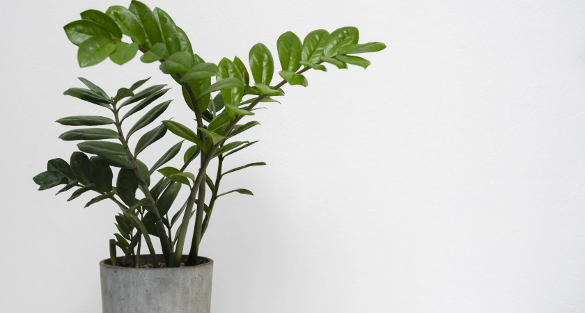 Не отход, а бриллиант: подкормите им замиокулькас – листья с блюдце и много новых побегов