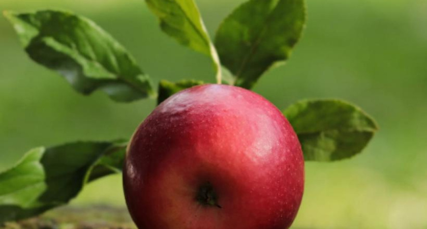 Три растения, которые нужно посадить под яблоней для хорошего урожая