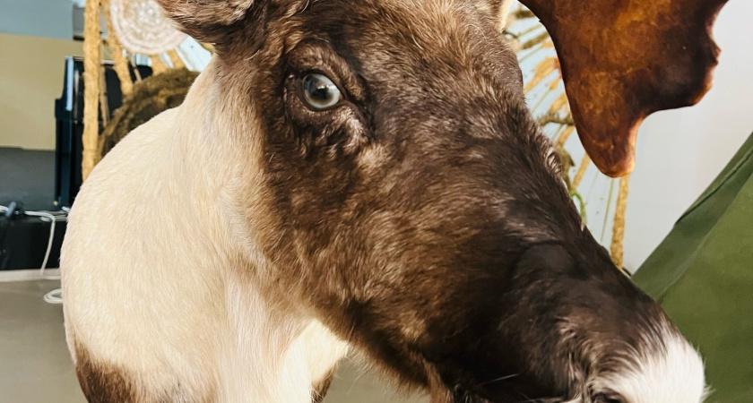 В Сыктывкаре можно погладить оленя и узнать все о вкладе этих животных в защиту Родины 