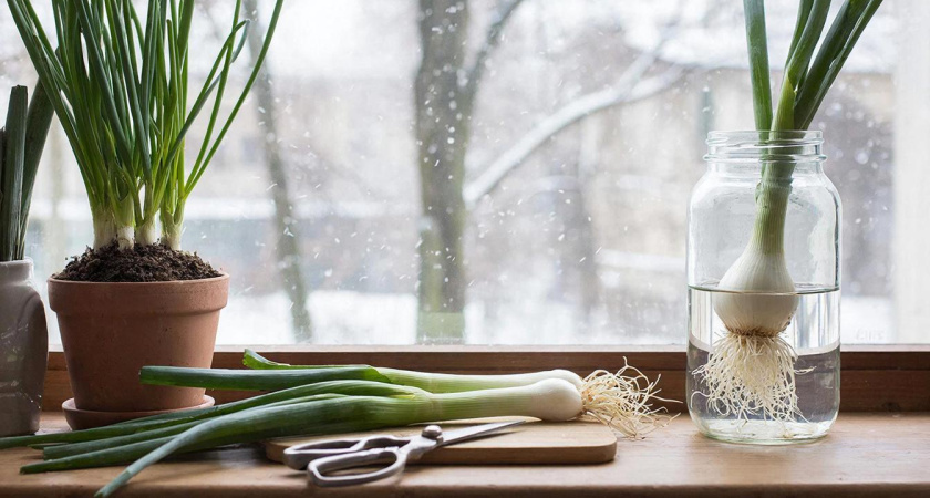 Лук "любит" только воду и стекло: вот как получаю свежий лучок к супу за неделю. Никакой земли и хлопот