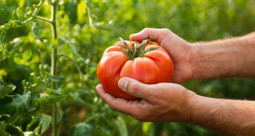 7 мясистых сортов томатов - вкус медовый, бочок наливной. Не урожай, а "зависть колючая" для соседа