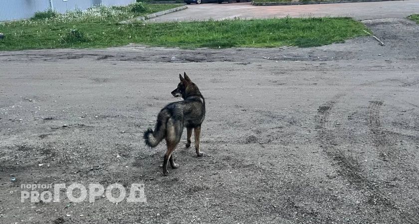 В Сыктывкаре сорвался аукцион на отлов бездомных собак из-за отсутствия заявок