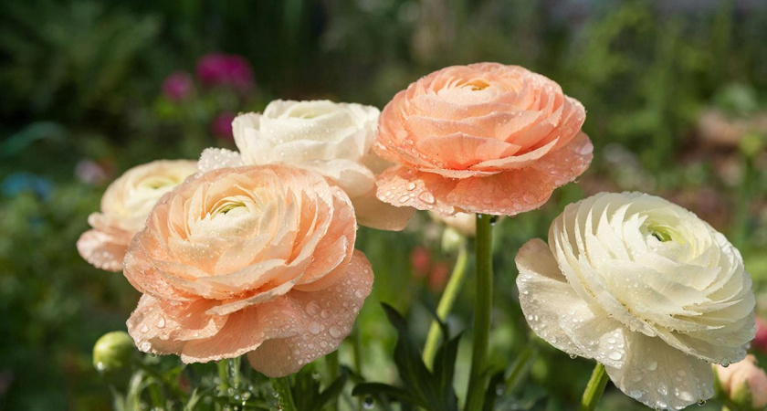 Аромат накрывает весь дачный массив за считанные дни: цветок, который становится главным