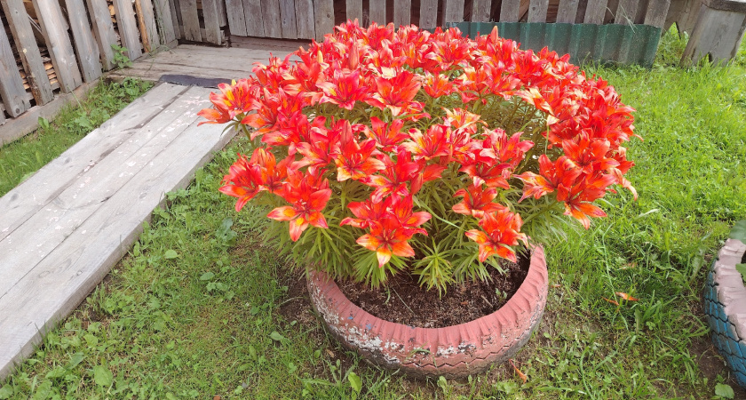 Огненные цветы размером с блюдце: однолетник, который невозможно не заметить