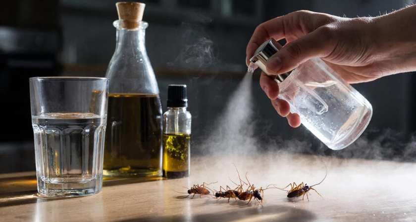 40 мл на 1/2 стакана — и тараканы пропадут без вести: простой состав изгонит "усачей" из дома за ночь