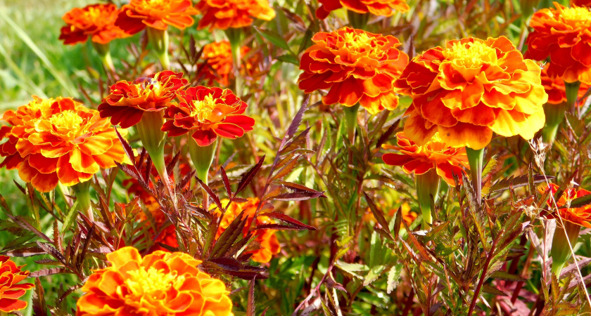 Сад для ленивых: 9 многолетников-подушек, которые цветут пышными шарами весь сезон и не требуют хлопот