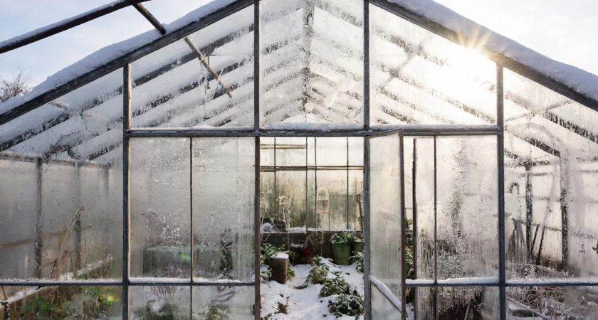 Конец февраля — время для теплицы: какие три шага обеспечат рассаде рост, а вас наградят урожаем