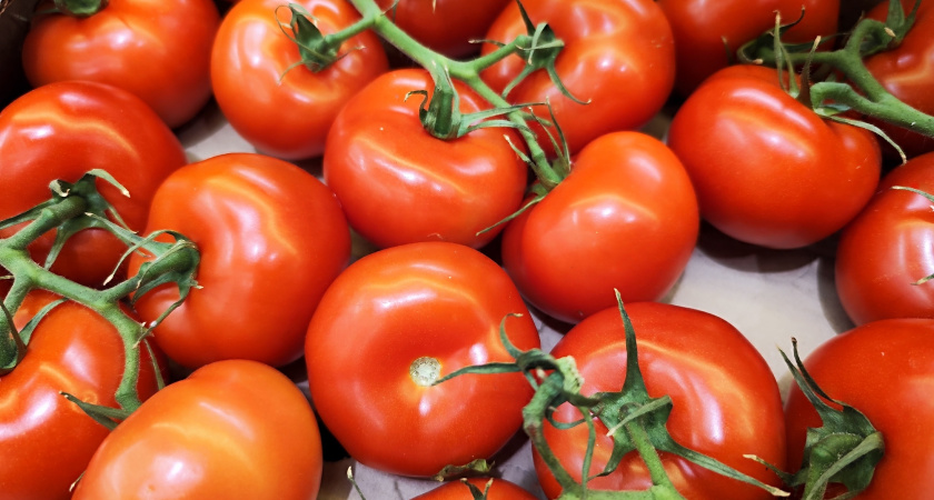С одного куста — 1 000 помидоров: дачники раскрыли уникальный сорт томатов