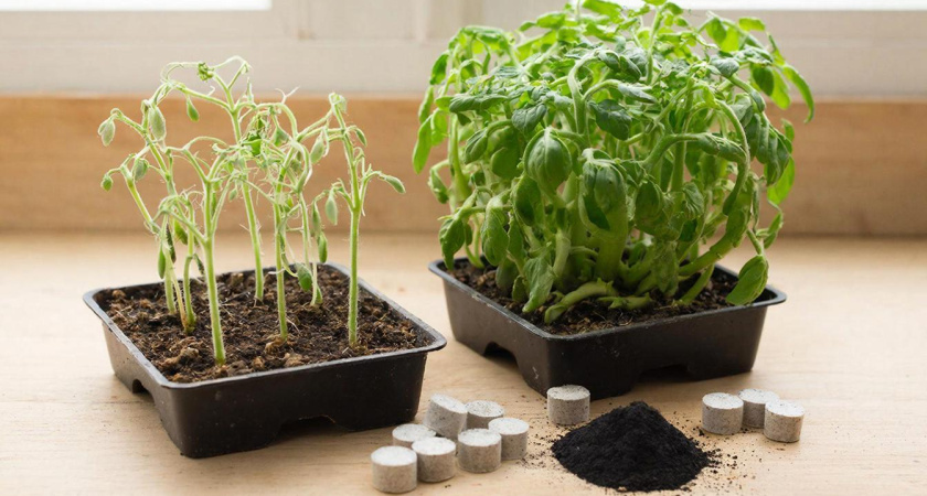 Всего 1 "старую" таблетку в почву и рассада растет в 3 раза быстрее - 10 кустов, а урожай как с плантации