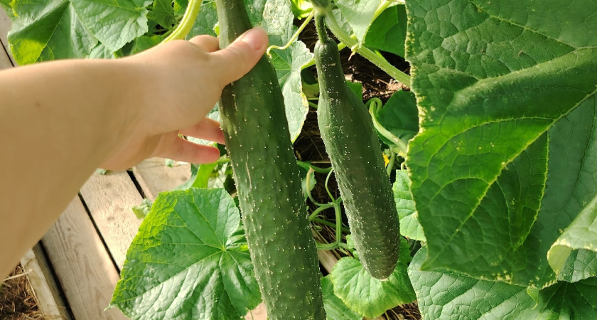 Бросаем 2 таблетки в лунку – огурцы растут хрустящие и ярко-зеленые: по 12 кг с куста