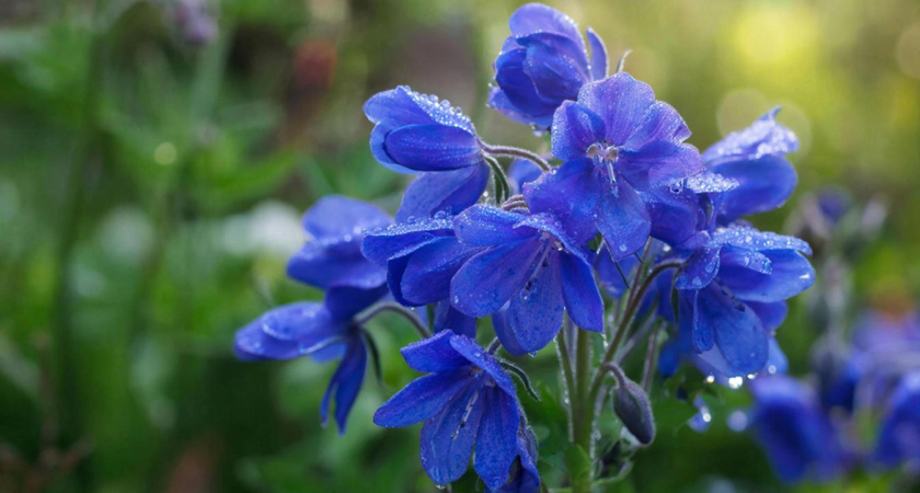 Этот многолетний цветок — настоящий синий бархат в вашем саду