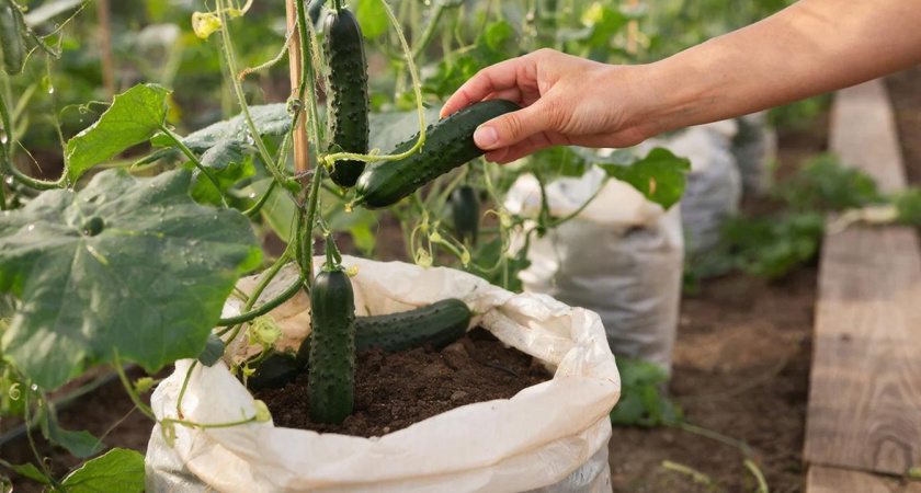 Научили сажать огурцы по-японски. Рассада стала толще пальца, а огурцы - сочные, ароматные