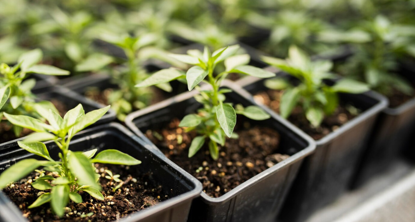 Моя рассада никогда еще не была такой мощной: сама готовлю лучший грунт - и урожай прет из всех щелей