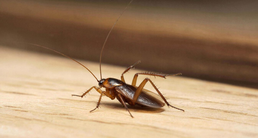 Посыпал это утром - и к вечеру тараканы отправились к праотцам: без дорогой химии и лишних трат