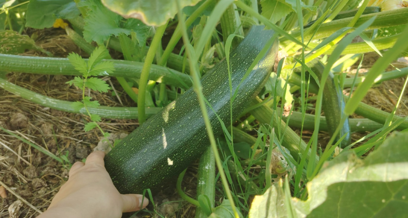 Урожай кабачков на 40-й день: 5 сортов, которые не подведут