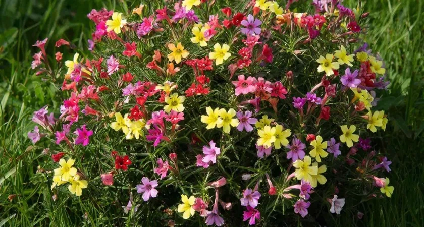 Сею вместо петунии и все лето не нарадуюсь: этот кустарник цветет с мая по ноябрь — и простой в уходе 