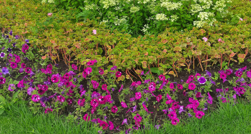 Малоизвестные шедевры для вашей дачи: многолетники, мимо которых проходят, а зря