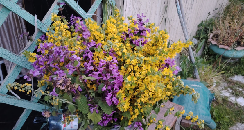 Высаживаем этот многолетник — и получаем оазисы красоты и благоухания: аромат слышен на 2 километра в округе