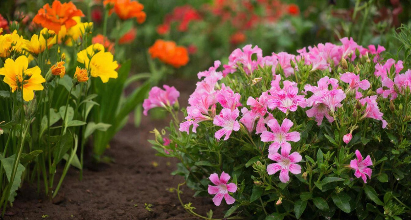 7 альтернатив петунии, глядя на которые подумаешь «так они даже еще прекраснее»: успейте посеять