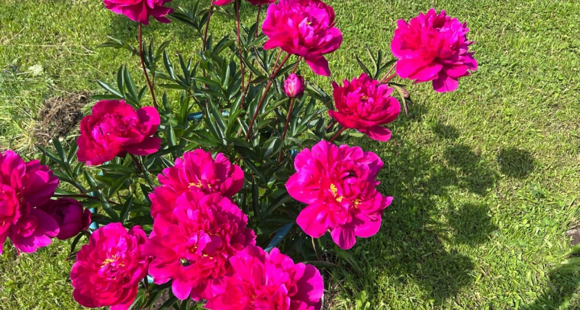 Магнит для бабочек: растение, которое цветёт без остановки всё лето