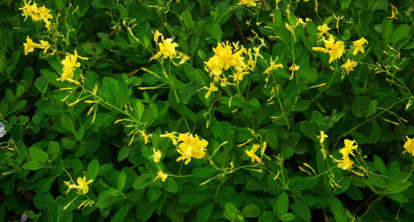 Жаль, что поздно узнал, что это аптечное растение легко и быстро губит тлю в саду и в огороде