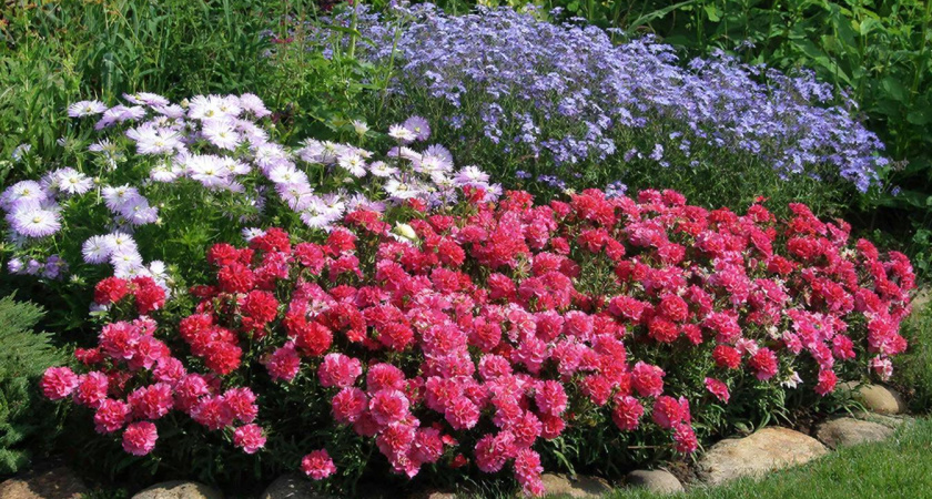 И почему я раньше не посадила эту красоту на даче? Многолетники, цветущие весь сезон