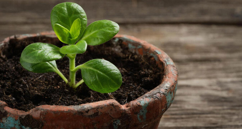 Почему дачники при посадке рассады стелят на дно стаканов бумажное полотенце - в чем польза