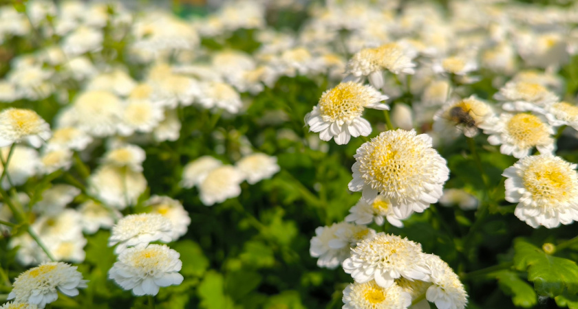 Посеяли в мае — клумба рассыпалась цветами в июле: растение для нетерпеливых дачников