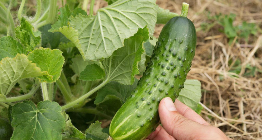 Стакан под куст — и огурцы плодоносят наперегонки: вот на что способен популярный продукт из холодильника