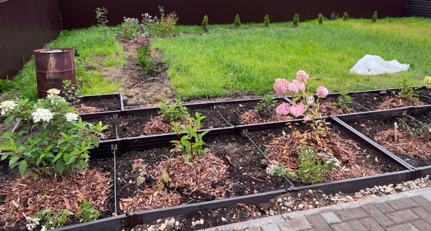 Какие неприхотливые декоративные кустарники посадить на дачном участке: редкие гости в садах, но верные надолго