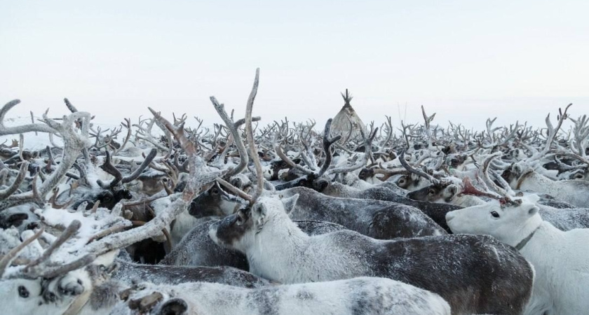 Республика Коми выделит свыше 230 миллионов рублей на поддержку оленеводческих хозяйств