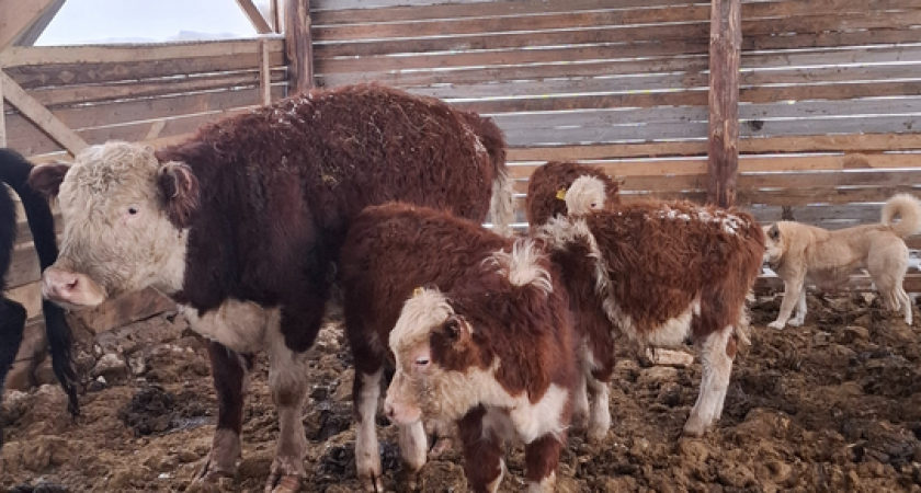 Фермер из Коми развивает хозяйство при поддержке гранта