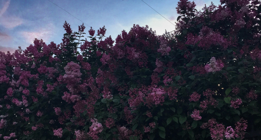 Цветок, который пахнет ванилью: садоводы сносят полки ради растения-ароматизатора