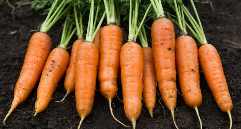 Три самых вкусных сорта моркови: сладкие как мед, сочные и без деревянной сердцевины